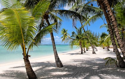 Las palmeras son un denominador común de Bahamas