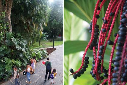 Las palmeras y sus frutos