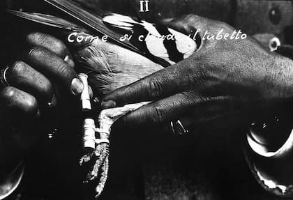 Las palomas mensajeras ya habían sido usadas en las guerras, para enviar mensajes cuando todo lo demás era peligroso, incluso en el frente: aquí muestran cómo usar el tubo que contiene el mensaje. Italia, 1915.