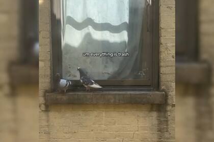 Las palomas se mostraron buscando a sus pichones (Captura video)