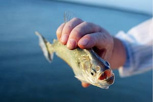 Cuáles son las playas donde hubo heridos y recomiendan no bañarse