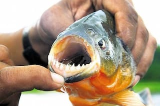 Un hombre perdió parte de un dedo y se registraron más de 40 heridos