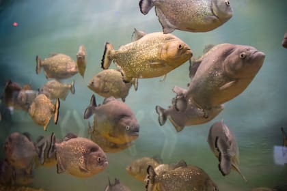 Las palometas, en sus tres especies, entre las que más sorprenden a los visitantes