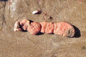 Qué son esos extraños organismos que aparecieron en Mar del Plata y por qué no hay que tocarlos