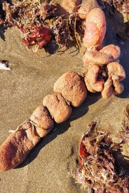 Las papas de mar son ascidias, organismos sésiles que habitan en la zona submareal y que llegan a la costa por un fenómeno llamado "arribazón"