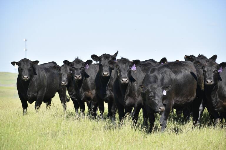 El veterinario que transformó la gestión ganadera: Jaime Mc Lean y su enfoque innovador