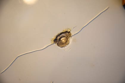 Las paredes son testigos del paso del tiempo. Esta es la bala de la una "pelea radical de los años 50".