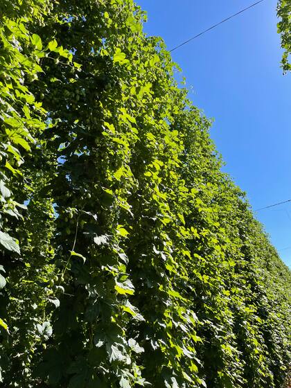 Las parras pueden alcanzar hasta seis metros de altura