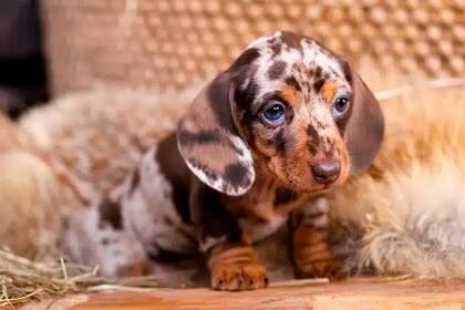 Las particularidades de los perros salchichas