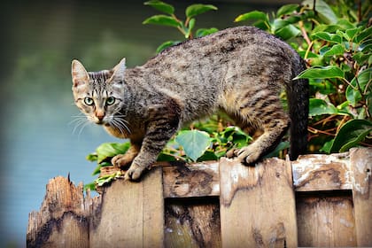 Las patas musculosas de los gatos actúan como amortiguadores naturales