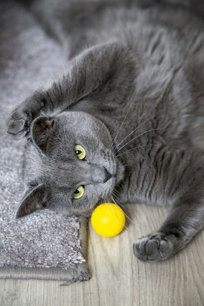 Las pelotas son los juguetes de preferencia que utilizan los gatos