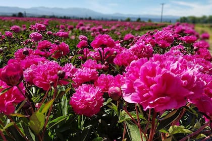 Las peonías florecen en diciembre y son otro de los atractivos de Trevelin