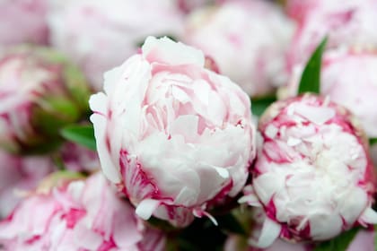 Las peonías pueden ser de color blanco, rosa, fucsia, púrpura y mixtas