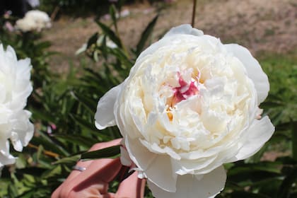 Las peonías son buscadas por su belleza, y también por su dificultad: su floración dura solo un mes.