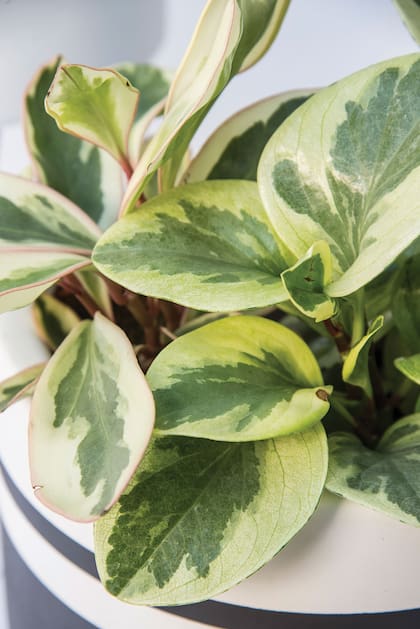 Las peperomia son resistentes siempre y cuando se cumplan las condiciones de riego. En invierno, nunca más de una vez cada 15 días