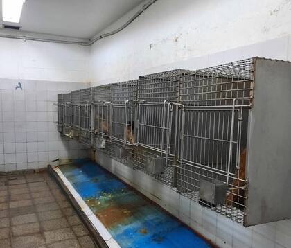 Las pequeñas jaulas donde viven los animales en subsuelo sin luz natural