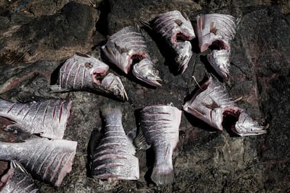 Las percas del Nilo están preparadas para ser cocinadas.