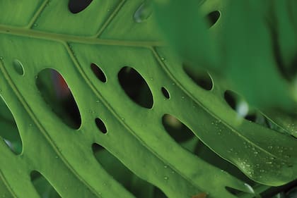Las perforaciones características de su hojas le permiten soportar fuertes lluvias