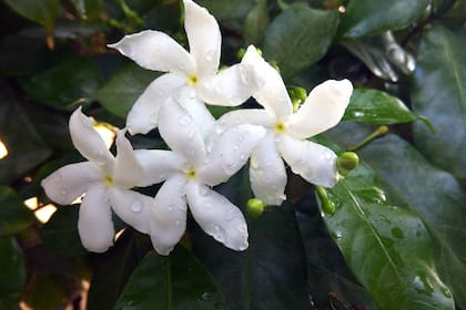 Las perfumadísimas flores blancas de este arbusto trepador se utilizan para aromatizar el té de jazmín