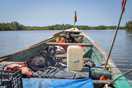 Las perras se adaptan a todas las vicisitudes del viaje (Foto: Gentileza Roberto Sastre)