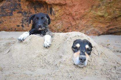 Las perras son parte fundamental del viaje y de la vida de Roberto (Foto: Gentileza Roberto Sastre)