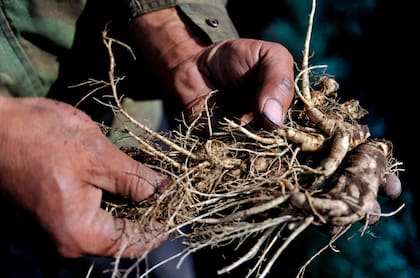 Las personas no pueden cosechar ginseng silvestre desde el 1 de enero hasta el 31 de agosto de cada año