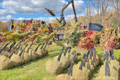 Las personas pueden participar del programa de Kathy Hochul que busca plantar 25 millones de árboles en Nueva York