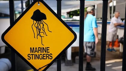 Las picaduras de la diminuta medusa Irukandji pueden dejar a las desafortunadas víctimas con un dolor agonizante que puede durar décadas