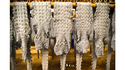 Las pieles colgadas ya teñidas