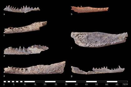Las piezas de las cabezas de cocodrilos que fueron halladas en la necrópolis de Asasif posiblemente fueran una ofrenda para el dios Sobek