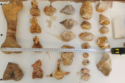 Las piezas óseas del Patagopelta cristata se encontraron en Salitral Moreno por distintas expediciones paleontológicas realizadas desde los años '80 en adelante