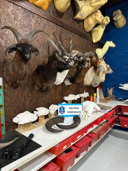 Las piezas secuestradas fueron trasladadas al depósito de la Subsecretaría de Ambiente