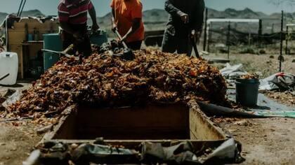 Las piñas cocinadas se someten a un proceso de molienda (Foto: BBC Mundo)