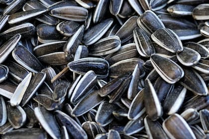 Las pipas contienen las semillas de girasol en su interior (Foto Pexels)