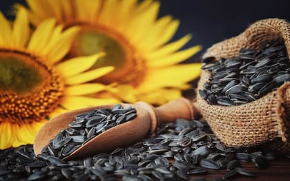 Las pipas o semillas de girasol son ricas en magnesio y contribuyen a la generación de energía