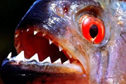 Las pirañas son consideradas el pez más peligroso de la fauna sudamericana