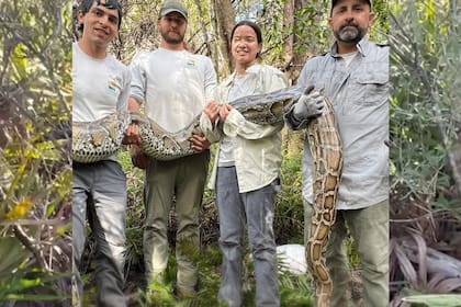 Las pitones birmanas infestaron los Everglades, el lugar más repleto de serpientes de todo el estado
