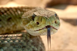 Pagan hasta US$10.000 por capturar pitones en los Everglades en julio 2026