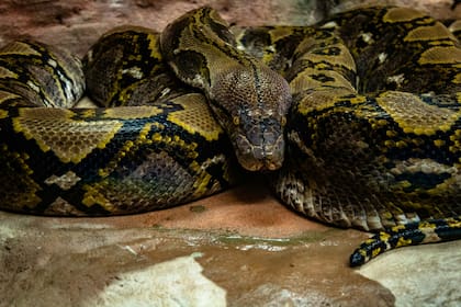 Las pitones pueden alcanzar hasta 90 kilos y superar los 20 años de vida en la naturaleza