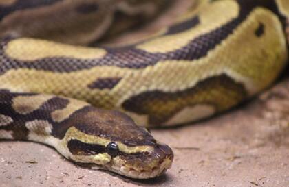 Las pitones son una especie invasora que compite por los alimentos en los Everglades con las especies locales