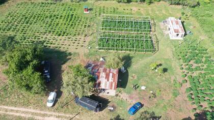 Las plantaciones de marihuana descubiertas por la Policía Federal