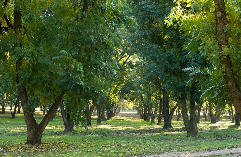 Antienvejecimiento: la nuez de los múltiples beneficios suma otro argumento en su favor
