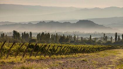 Las plantaciones enmarcan un contexto hostil para la producción normal