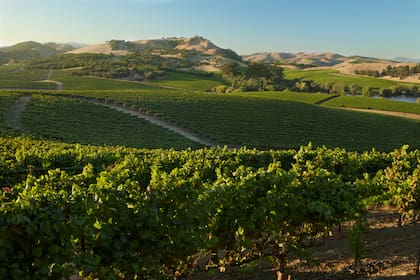 Las plantaciones ondulantes de la bodega, una de las 400 de Napa Valley que visitan 3 millones de turistas cada año.