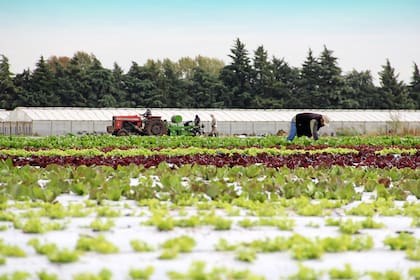 Las plantaciones que empezaron con un pequeño plantín. 