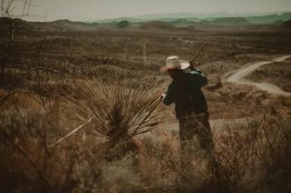 Las plantas a partir de las cuales se hace el sotol se encuentran en estado silvestre (Foto: BBC Mundo)
