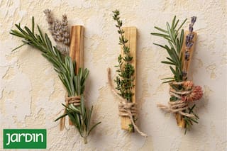 Qué hay que hacer para cosechar aromáticas más sabrosas y perfumadas