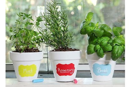 Las plantas aromáticas se lucen en primavera y son útiles en la cocina