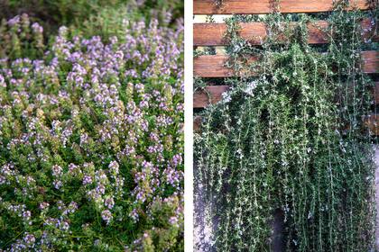 Las plantas aromáticas son ideales para los jardines ninja, porque subsisten en condiciones adversas