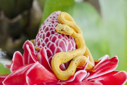 Las plantas carnívoras se alimentan por lo general de insectos y animales pequeños para obtener los nutrientes que necesitan.